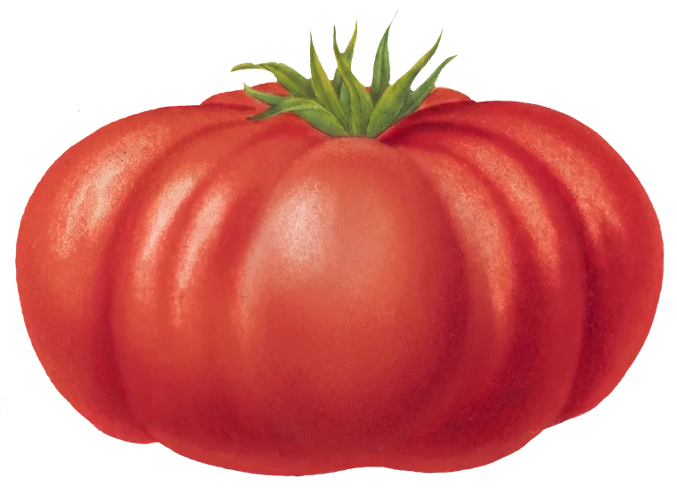 Ilustración botánica de un tomate